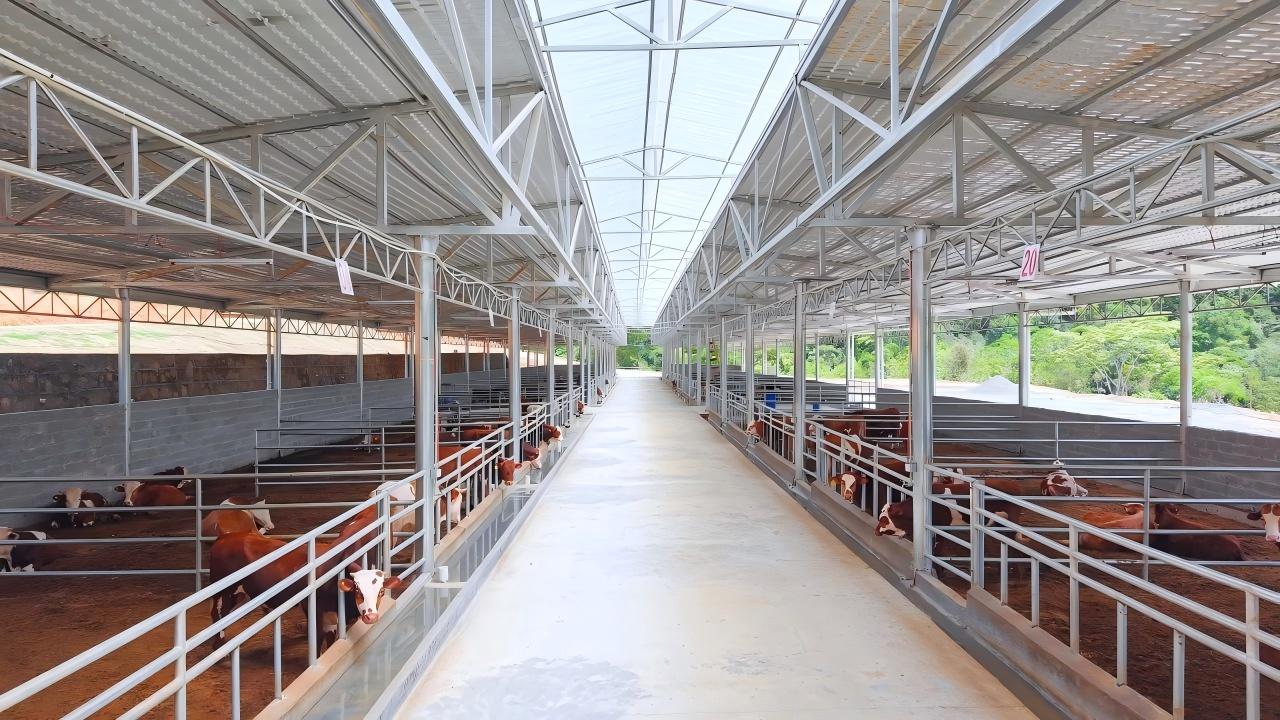 Steel Structure Cow Shed Banner